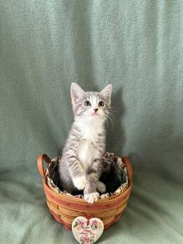 American Shorthair Cats Available for Adoption in Barboursville, West Virginia - Lady Siff | PetCurious