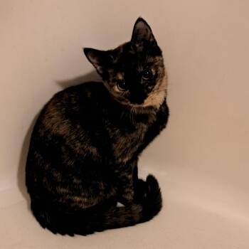 Charlotte -  Tortoiseshell Cat for Adoption in Pendleton, Oregon - Charlotte | PetCurious