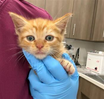 CARL -  Domestic Short Hair Cat for Adoption in Baytown, Texas - CARL | PetCurious