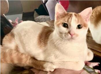 Rescue Tabby and Domestic Short Hair Cats for Adoption in Warr Acres, Oklahoma - Foodie | PetCurious