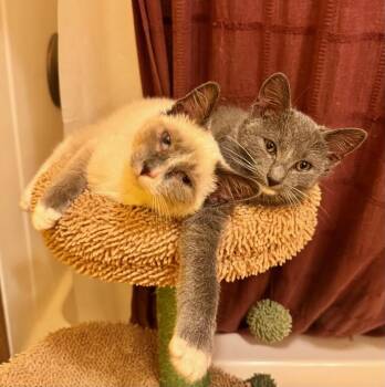 Ziggy and Marley -  Domestic Short Hair Cat for Adoption in Chelsea, Vermont - Ziggy And Marley | PetCurious