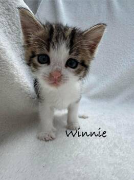 Winnie -  Domestic Short Hair Cat for Adoption in Fayetteville, Arkansas - Winnie | PetCurious