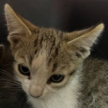 Radish -  Domestic Short Hair Cat for Adoption in Reno, Nevada - Radish | PetCurious