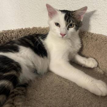 Leo -  Domestic Medium Hair Cat for Adoption in Layton, Utah - Leo | PetCurious
