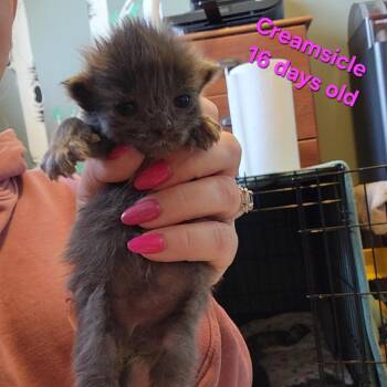 Domestic Long Hair Cats Available for Adoption - Creamsicle C10622 | PetCurious