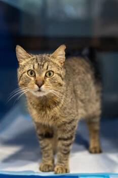 Domestic Short Hair Cats Available for Adoption in Westminster, Maryland - SNICKERS | PetCurious