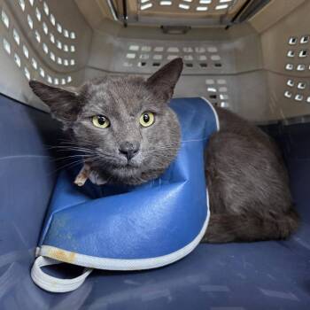 Domestic Short Hair Cats Available for Adoption in Reisterstown, Maryland - Knox | PetCurious