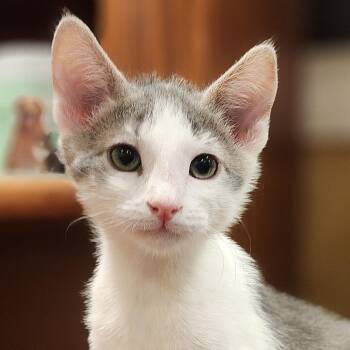 Dale -  Domestic Short Hair Cat for Adoption in Irvine, California - Dale | PetCurious