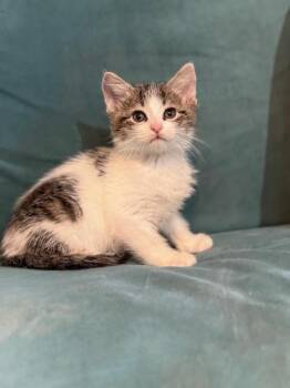Domestic Short Hair Cats Available for Adoption in Houston, Texas - Evan | PetCurious