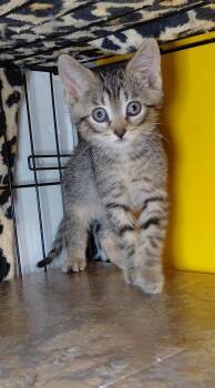 Penne -  Domestic Short Hair Cat for Adoption in Bethpage, New York - Penne | PetCurious