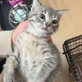 Domestic Medium Hair Cats Available for Adoption in Gadsden, Alabama - Tidmore 2 | PetCurious