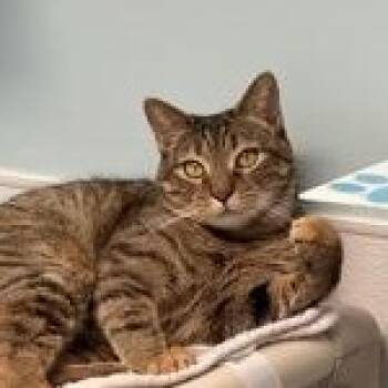 Gloria -  Domestic Short Hair Cat Available for Adoption in Bridgewater, New Jersey - Gloria | PetCurious