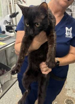 Steve -  Domestic Short Hair Cat for Adoption in Mobile, Alabama - Steve | PetCurious