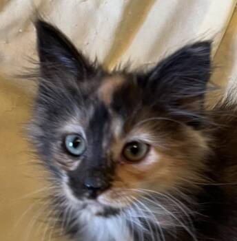 Imagine -  Domestic Long Hair Cat for Adoption in Connelly Springs, North Carolina - Imagine | PetCurious