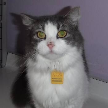 Rescue Tabby Cats for Adoption in Hoquiam, Washington - Lindy - Sweet Former Mom | PetCurious