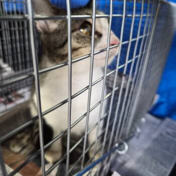 Rescue Domestic Short Hair Cats for Adoption in Montgomery, Alabama - Best_2 | PetCurious