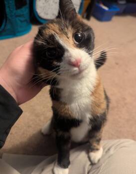 Calico Cats Available for Adoption - Maddie | PetCurious