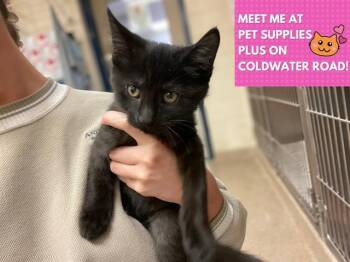 Rescue Domestic Short Hair Cats for Adoption in Fort Wayne, Indiana - JACK-O-LANTERN | PetCurious