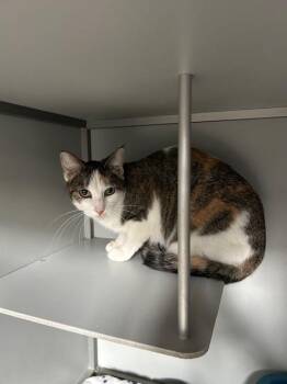 Domestic Short Hair Cats Available for Adoption in Dayton, Minnesota - Bullhead / 10-2 | PetCurious