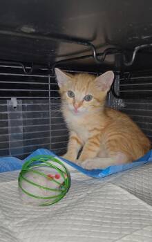 Copper -  Domestic Short Hair Cat for Adoption in Ocala, Florida - Copper | PetCurious