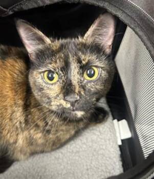 PENELOPE -  Domestic Short Hair Cat for Adoption in St. Cloud, Florida - PENELOPE | PetCurious