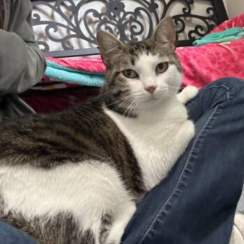 Domestic Short Hair Cats Available for Adoption in Kyle, Texas - CINDERELLI | PetCurious
