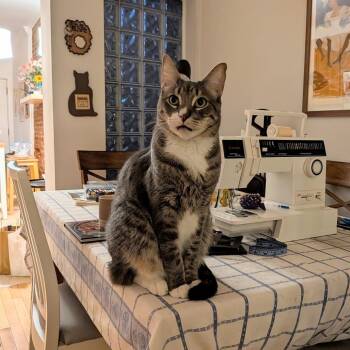 Odi -  Domestic Short Hair Cat for Adoption in Baltimore, Maryland - Odi | PetCurious