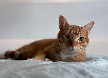 American Shorthair Cats Available for Adoption - Ronald | PetCurious