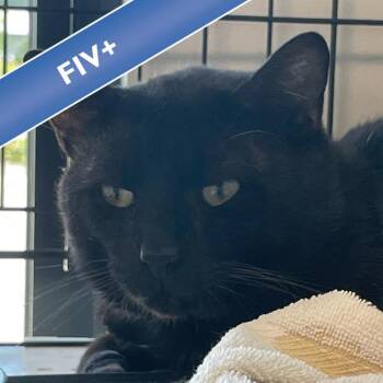 Marcel -  Domestic Short Hair Cat for Adoption in Des Moines, Iowa - Marcel | PetCurious