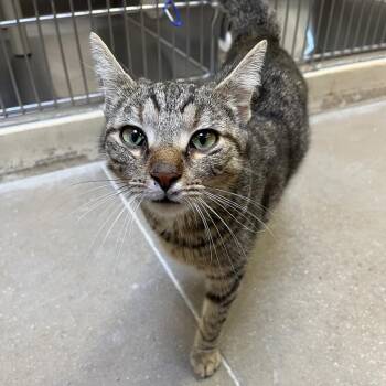 All The Fixins -  Domestic Short Hair Cat for Adoption in York, Pennsylvania - All The Fixins | PetCurious