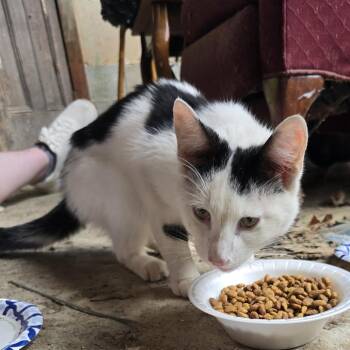 American Shorthair Cats Available for Adoption in Greensboro, North Carolina - Jeffery | PetCurious