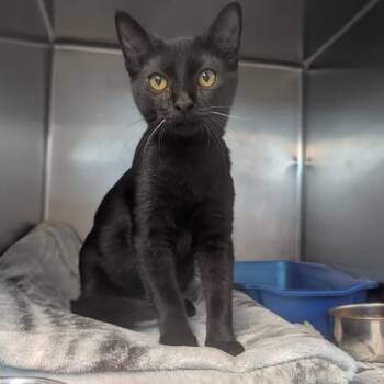 Timber -  Domestic Short Hair Cat for Adoption in Newport, North Carolina - Timber | PetCurious
