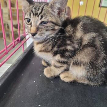 Darla -  Domestic Short Hair Cat for Adoption in Clarksdale, Mississippi - Darla | PetCurious
