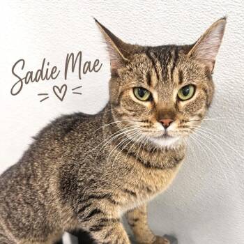 Sadie Mae -  Domestic Short Hair Cat for Adoption in Brownsboro, Alabama - Sadie Mae | PetCurious