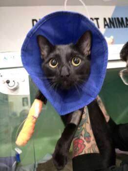 Domestic Short Hair Cats Available for Adoption - Ricky | PetCurious