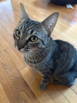 Rescue Domestic Short Hair Cats for Adoption in Troutdale, Oregon - Amelia (mcas) | PetCurious