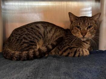 Domestic Short Hair Cats Available for Adoption in Houston, Texas - MARS | PetCurious