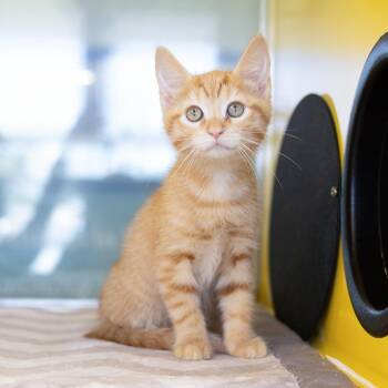 Dinky -  Domestic Short Hair Cat for Adoption in Abilene, Texas - Dinky | PetCurious