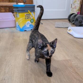 Greta -  Domestic Short Hair Cat for Adoption in Gibsonia, Pennsylvania - Greta | PetCurious