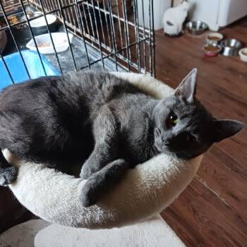 Sapphire -  Russian Blue and Domestic Short Hair Cat for Adoption in La Valle, Wisconsin - Sapphire | PetCurious