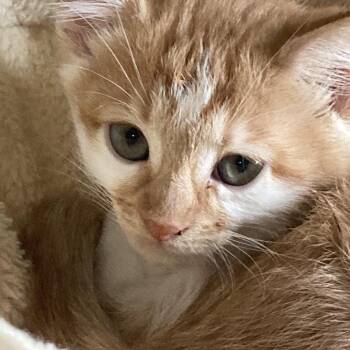 Thor -  Domestic Short Hair Cat for Adoption in Franklin, Tennessee - Thor | PetCurious