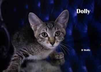Dolly -  Domestic Short Hair Cat for Adoption in York, Nebraska - Dolly | PetCurious