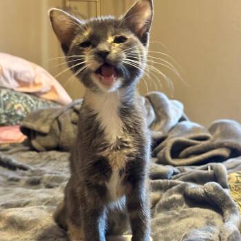 Magic C70949 -  Domestic Short Hair Cat for Adoption in Minnetonka, Minnesota - Magic C70949 | PetCurious