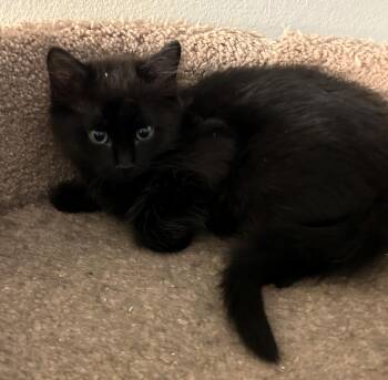 Rescue Domestic Short Hair Cats for Adoption in Chino Valley, Arizona - Wish | PetCurious