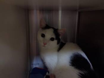 Domestic Short Hair Cats Available for Adoption - HARLEY | PetCurious