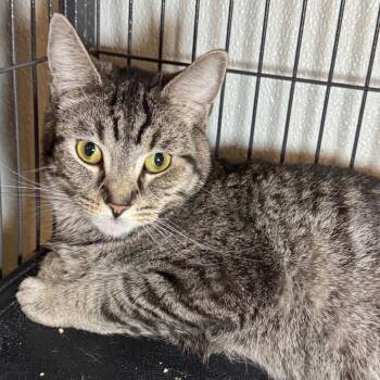 Kela -  Domestic Short Hair Cat for Adoption in Saginaw, Michigan - Kela | PetCurious