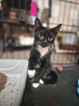 Kelly -  Domestic Short Hair Cat for Adoption in Melville, New York - Kelly | PetCurious