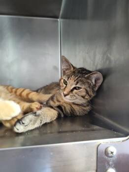 Laufey -  Domestic Short Hair Cat for Adoption in Cleveland, Tennessee - Laufey | PetCurious
