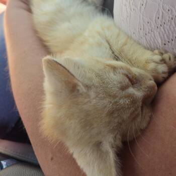 Pineapple Sorbet -  Domestic Short Hair Cat for Adoption in Greensboro, North Carolina - Pineapple Sorbet | PetCurious