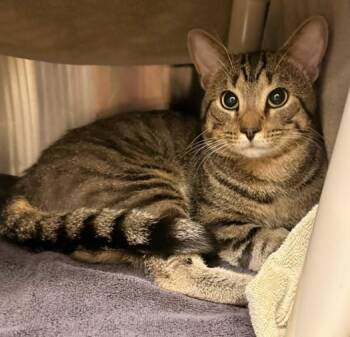 ANDREW -  Domestic Short Hair Cat for Adoption in Derwood, Maryland - ANDREW | PetCurious